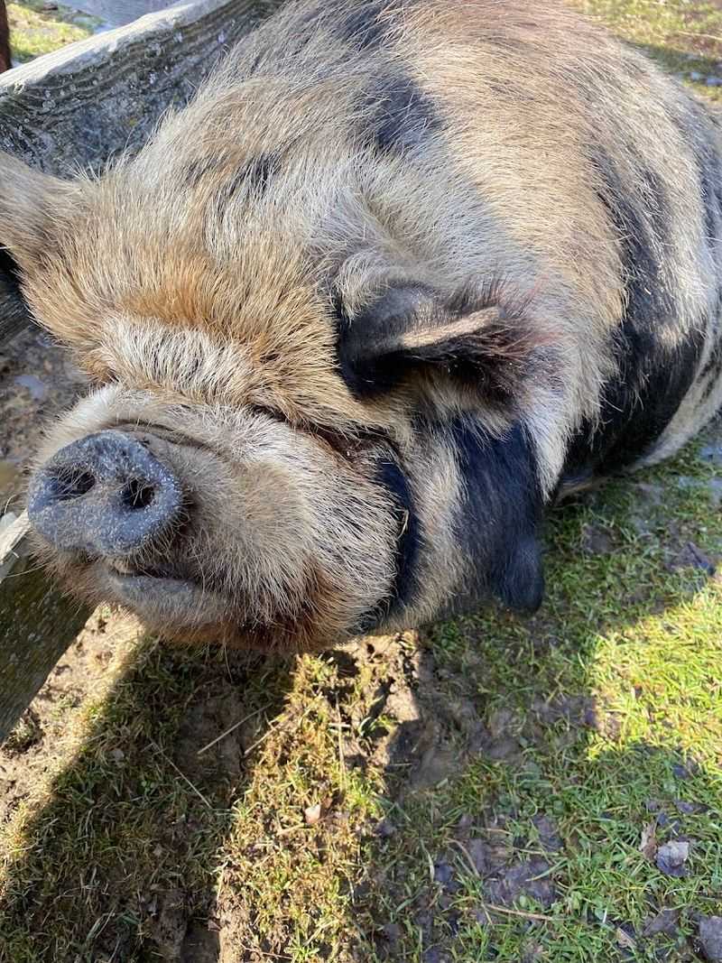 The Zip Line Adds An Unexpected Burst Of Energy