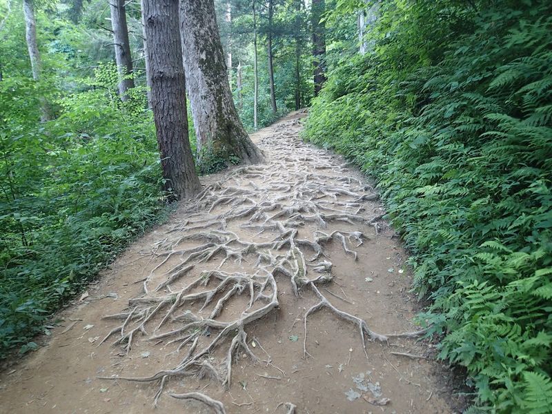 The Trail Length And What To Realistically Expect