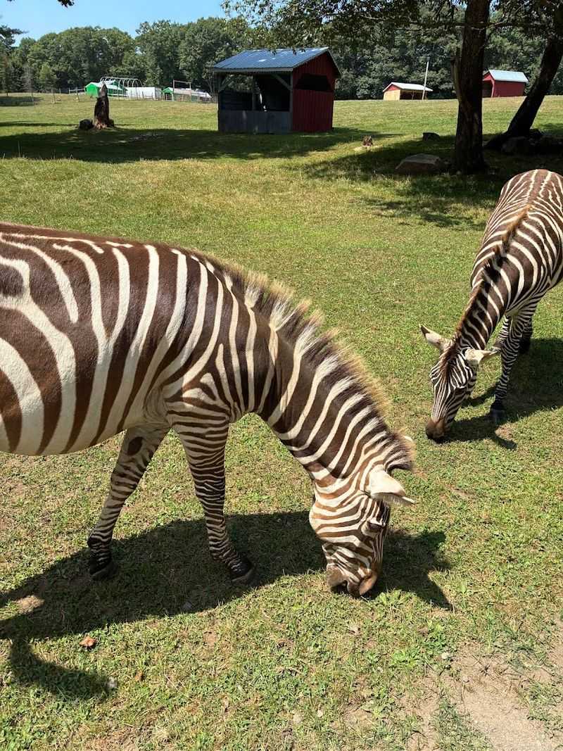 Practical Tips For Planning Your Visit To Adirondack Animal Land