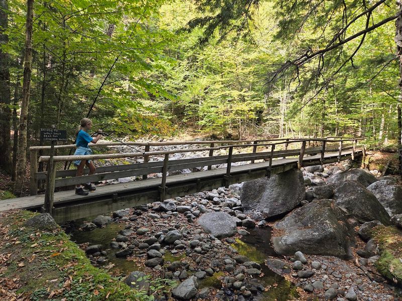 Spring Wildflowers And Forest Life Along The Lower Trail Sections