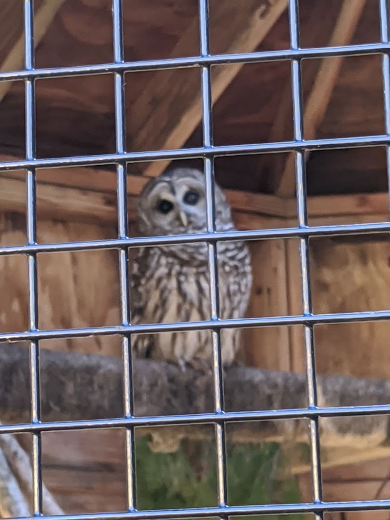 The Birds Of Prey Aviary That Visitors Keep Talking About