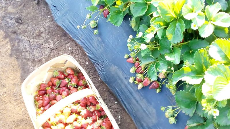The Strawberries Themselves And Why People Drive Miles For Them