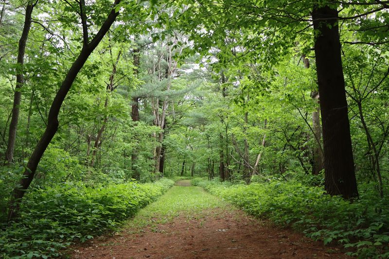 Forest Trails That Wind Through Quiet Hills And Hidden Corners