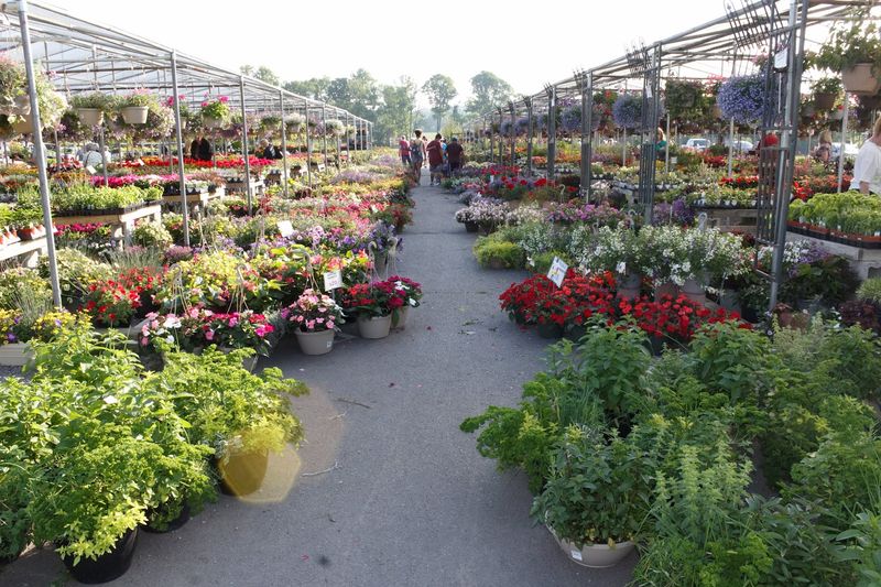 Fresh Plants And Blooming Finds