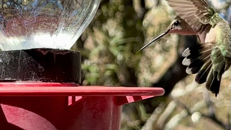How Hummingbirds Shaped This Town’s Identity