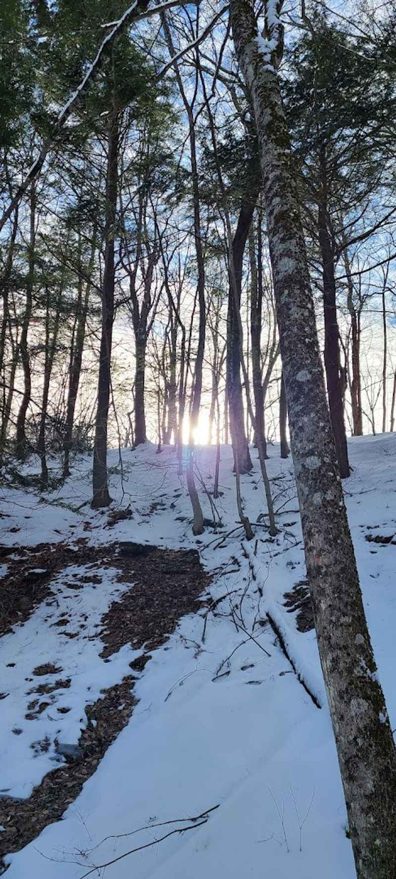 Wildlife Watching Opportunities That Reward Patient Observers