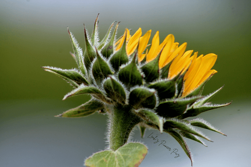 When To Visit For The Best Bloom Views