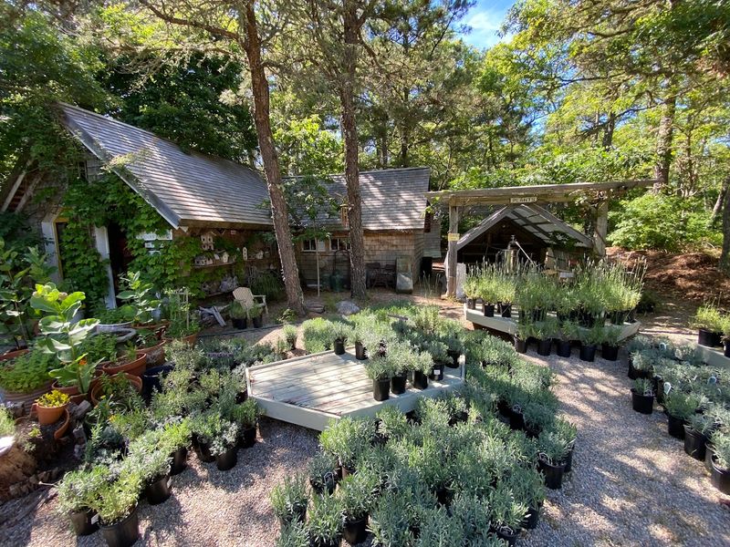 A Free And Genuinely Restorative Cape Cod Outing