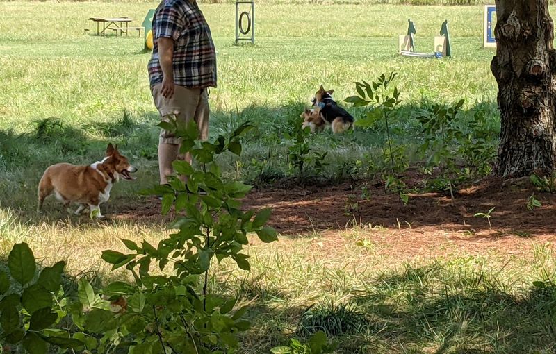 Separate Areas Designed For Different Dog Sizes