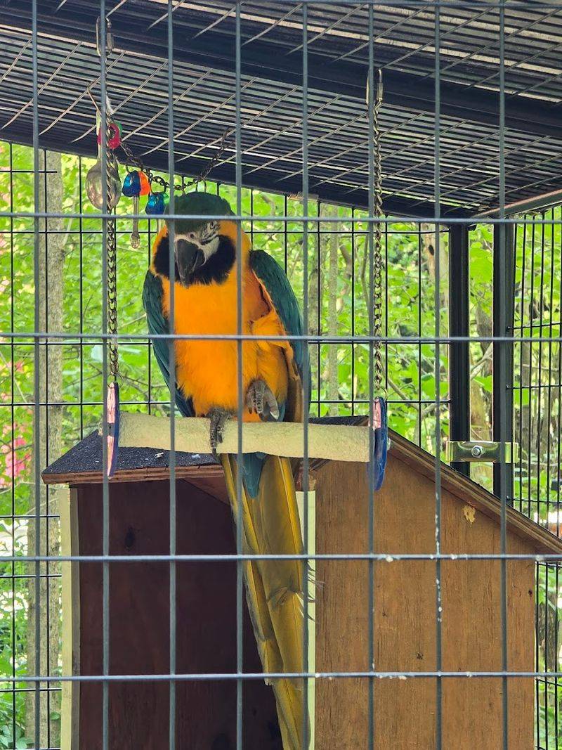 Kirby The Parrot And The Welcoming Spirit Of The Staff