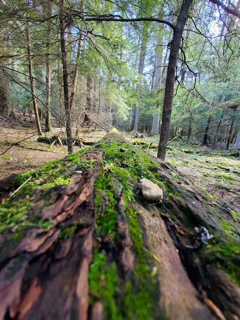 Photography Tips For Capturing Tall Trees