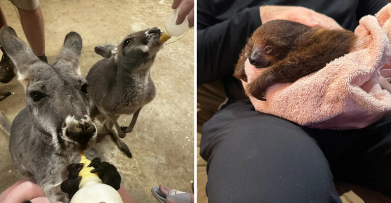 You Can Feed Kangaroos And Meet Sloths At This Amazing Tennessee Farm