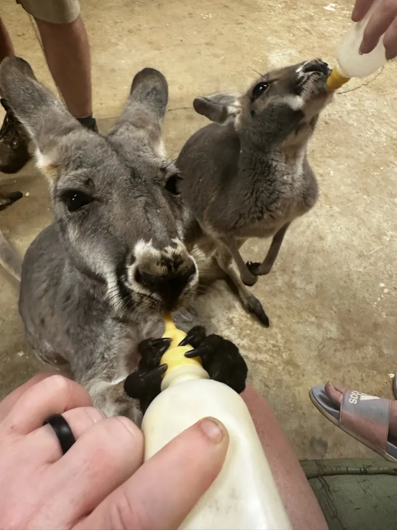 Kangaroo Encounters That Go Far Beyond A Simple Photo Op