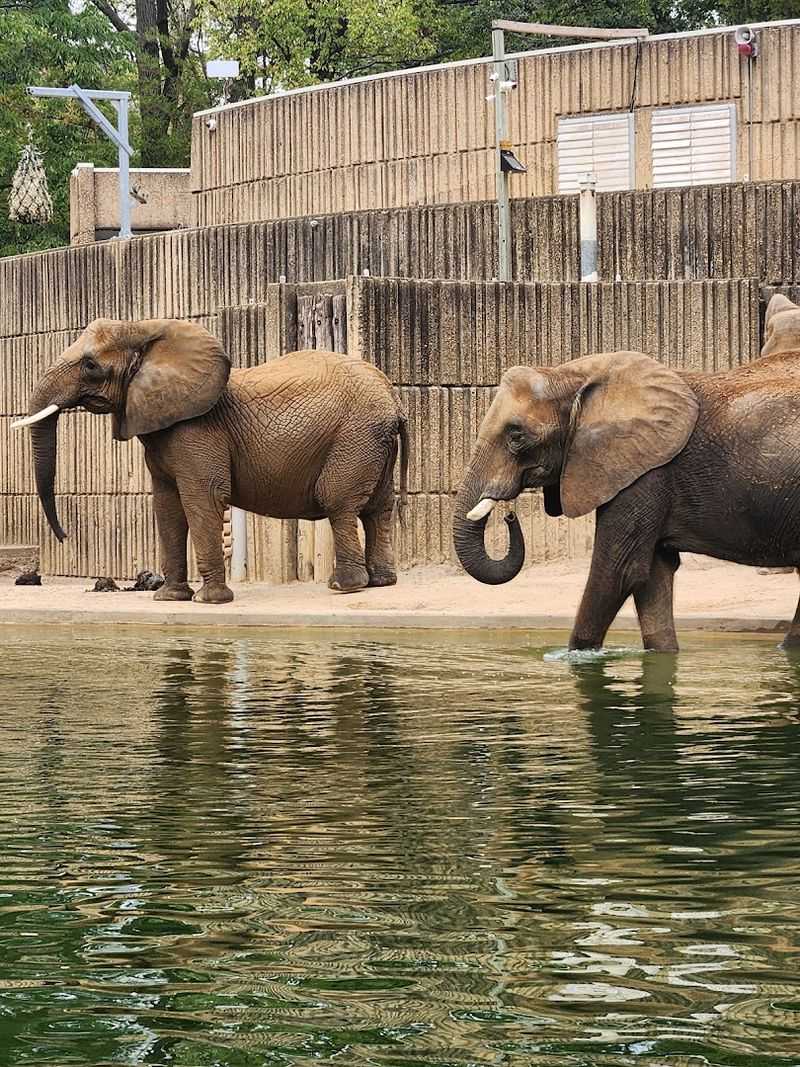 African Elephants And The Renovated Aquatic Exhibit