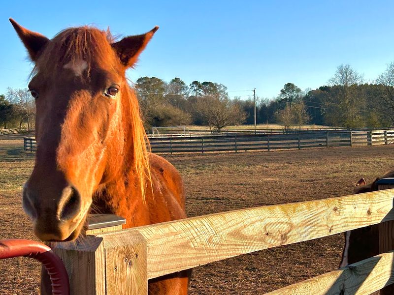 Horseback Riding Along The Farm's Beautiful Grounds