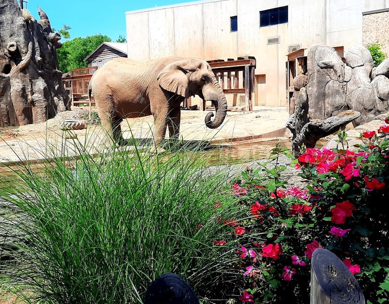 Planning Your Visit To Zoo Knoxville For The Best Possible Experience