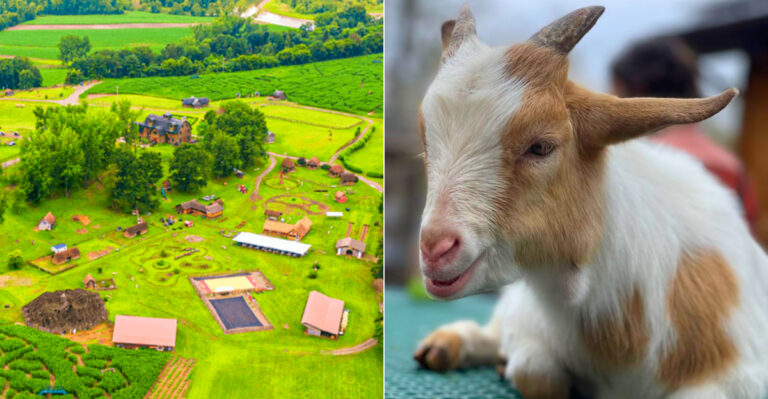 11 Beautiful New York Farms To Visit Before This Spring Is Over