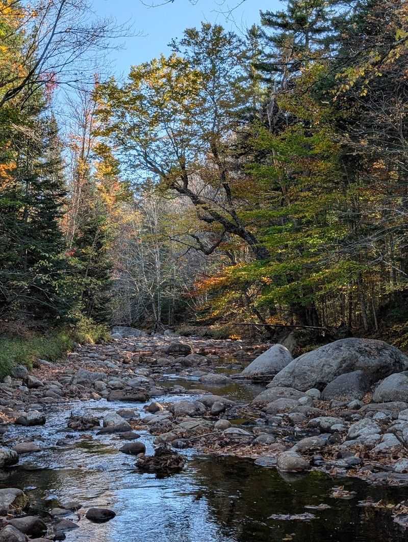 Moose River Plains Wild Forest