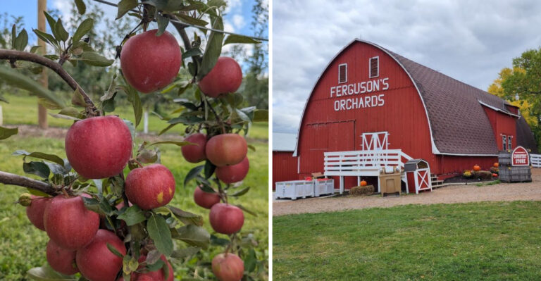 8 Wisconsin Apple Orchards That Make Fall Feel Truly Magical
