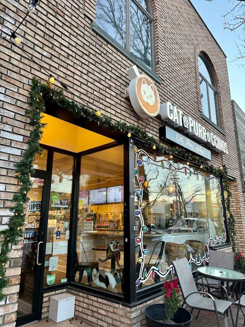 Catpurrccinos Is The Real Deal On Main Street