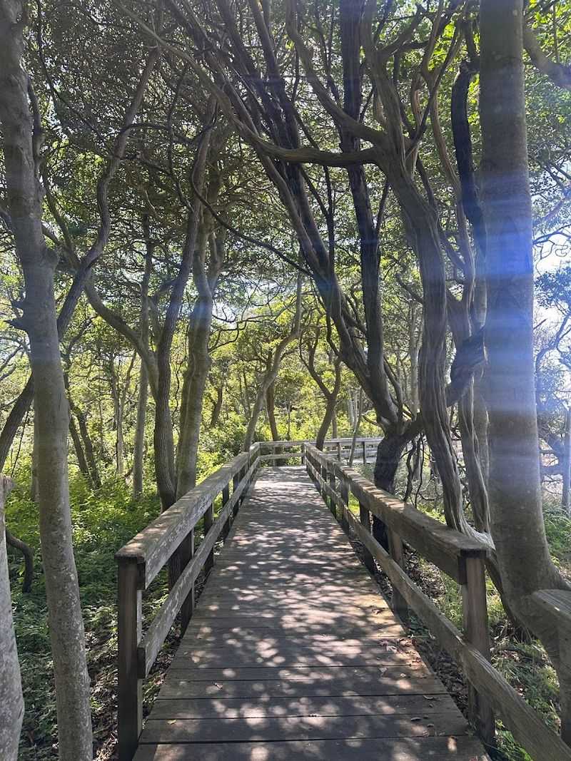 Getting To The Sunken Forest