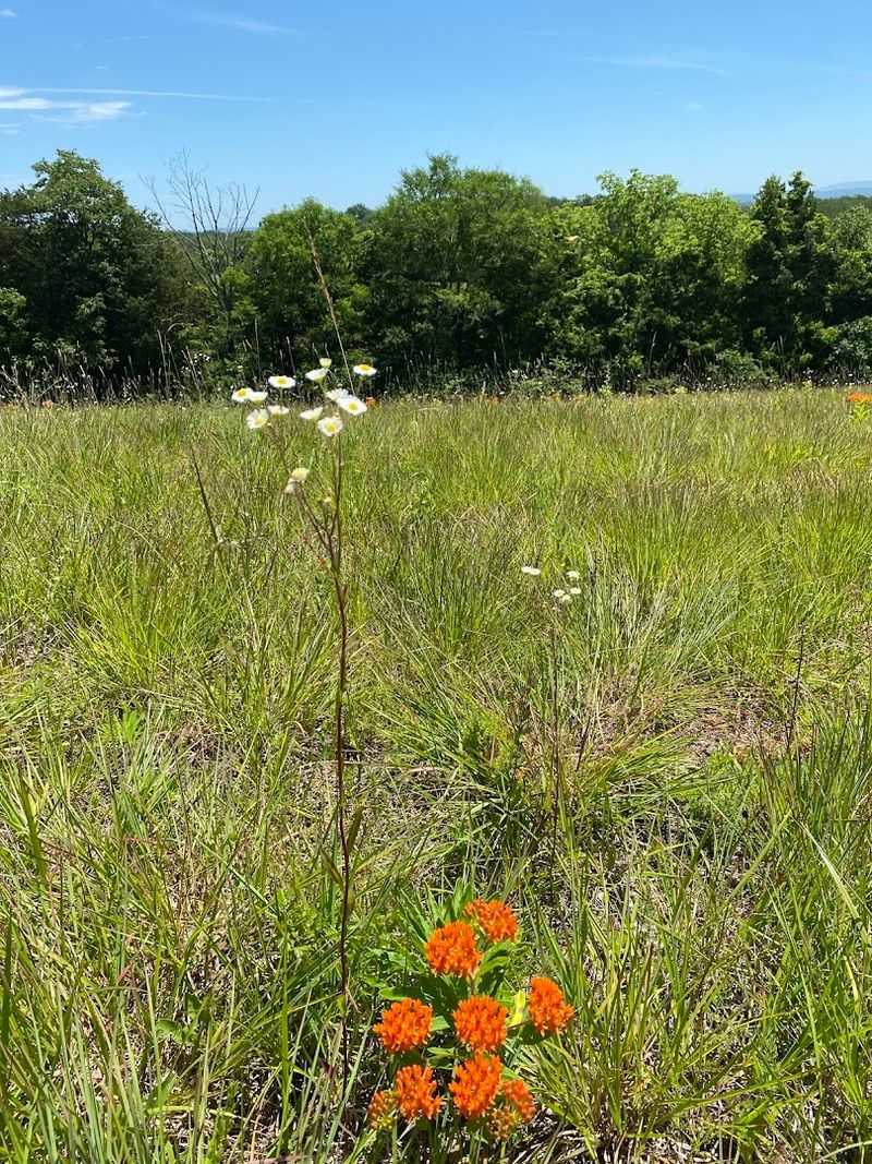 New Wildflower Trails Added For The 2026 Season