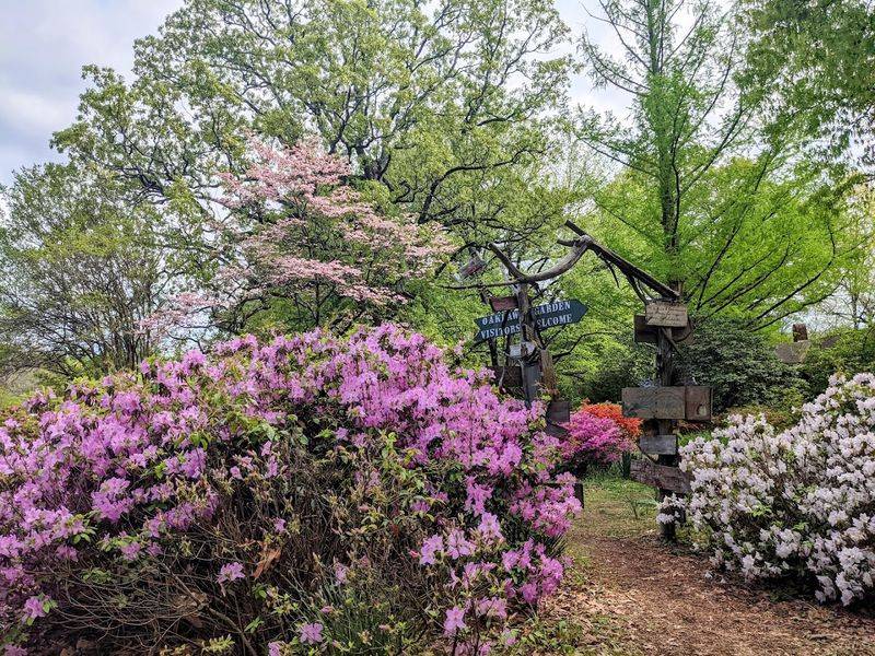 Over 300 Varieties Of Daffodils Worth Seeing