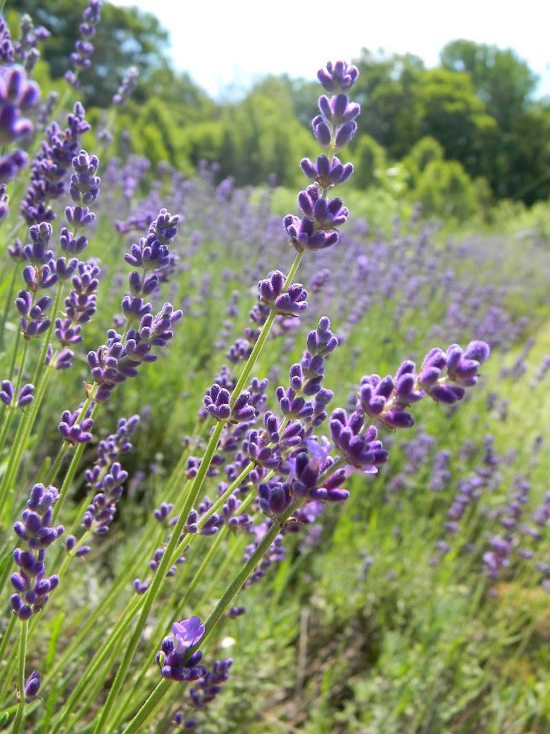 The Lavender Fields That Transport You Straight To Provence