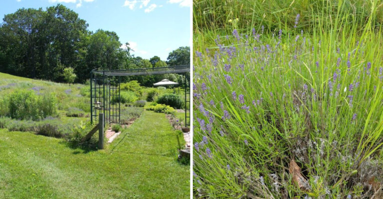 A Massachusetts Lavender Farm So Beautiful You’ll Think You’re In Rural France