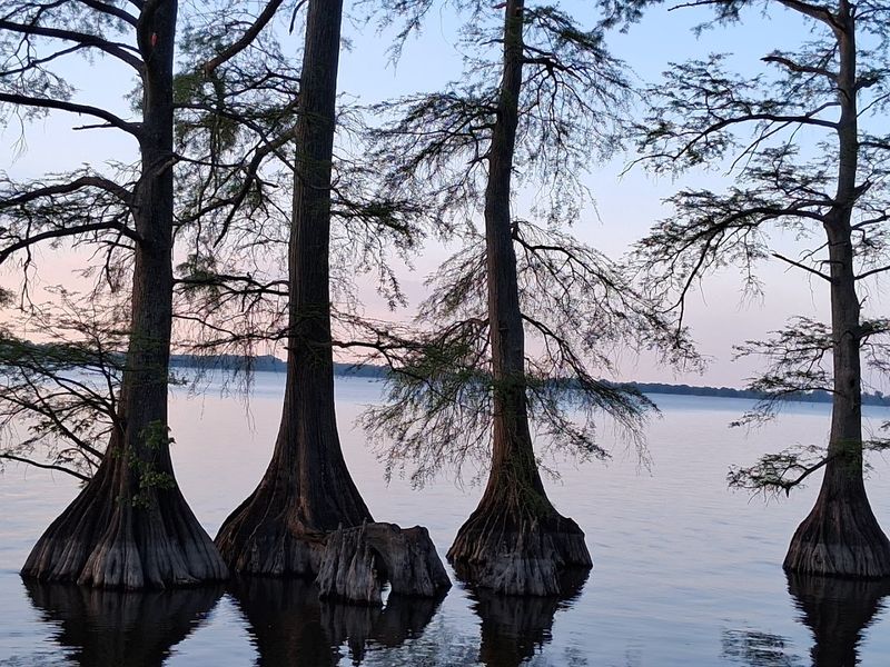 Reelfoot Lake Was Entirely Created By An Earthquake