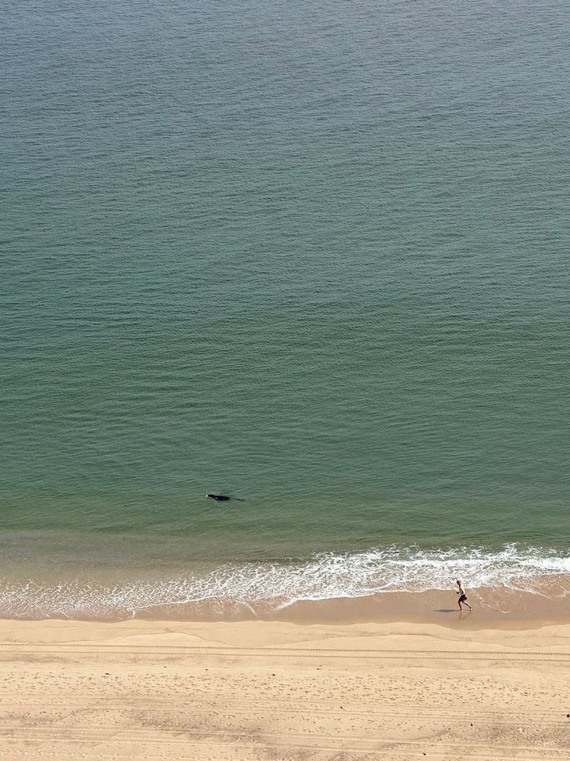 Seals, Sharks, And The Wildlife That Shares The Water