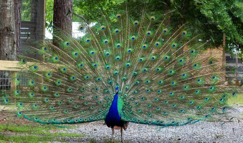 Wild Acres Hands-On Animal Experience Is The Real Deal