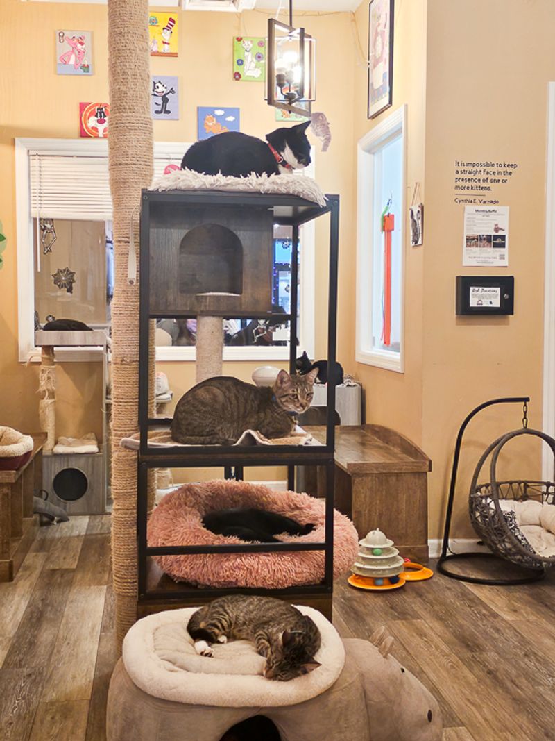 The Cats Are Living Their Best Lives Here