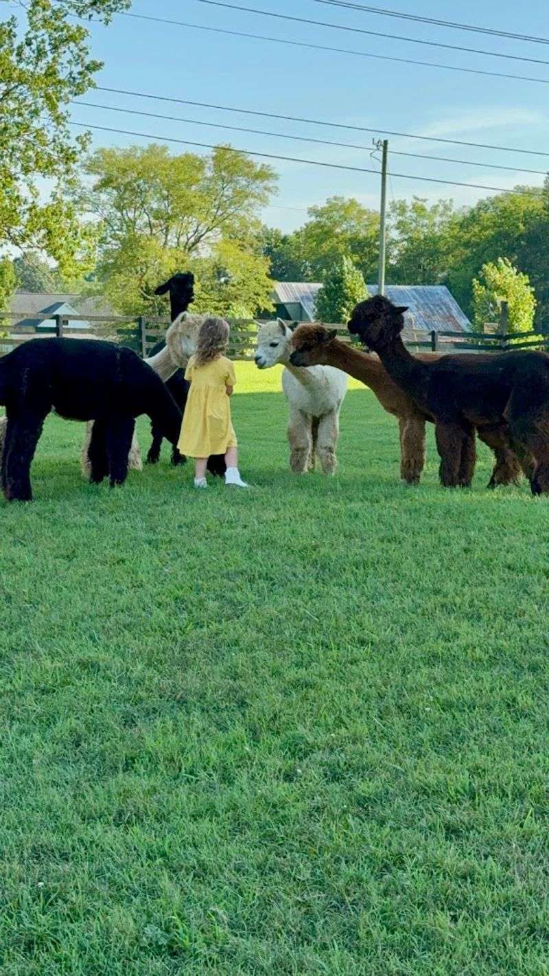 What Families With Young Children Can Expect From A Day At The Farm