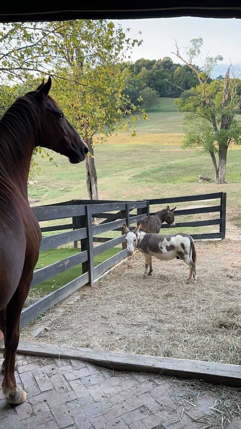 Mini Donkeys And Horses That Add Extra Charm To Every Farm Visit