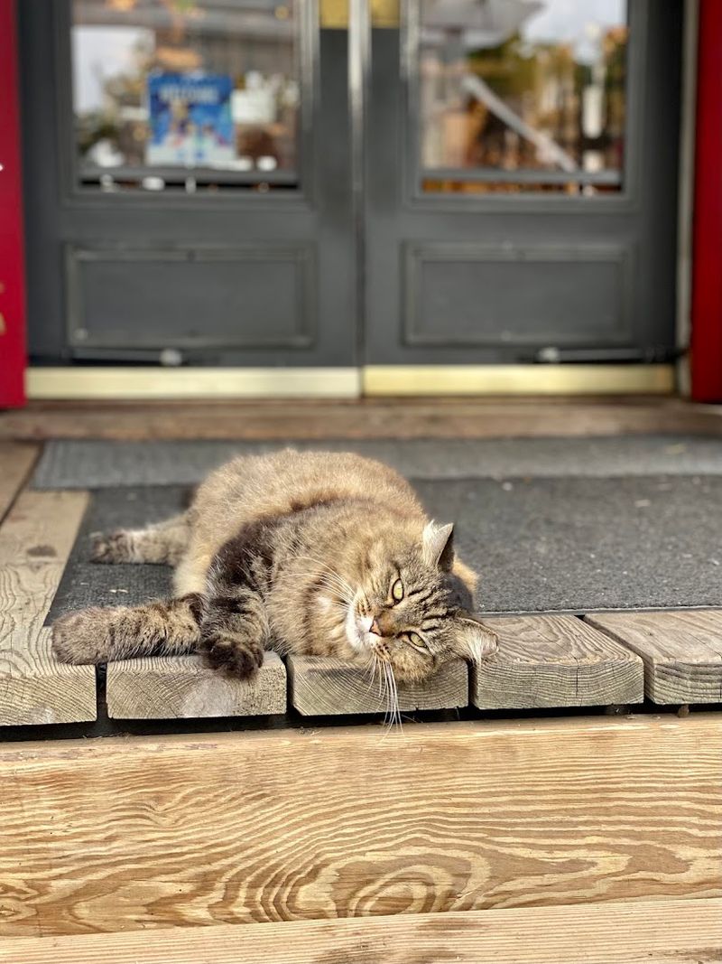 Resident Cats Give The Shop Its Unmistakable Living Personality