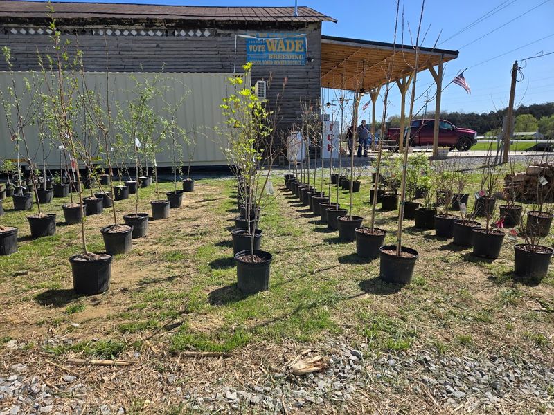 Pick-Your-Own Strawberry Patch Opening In Spring 2026