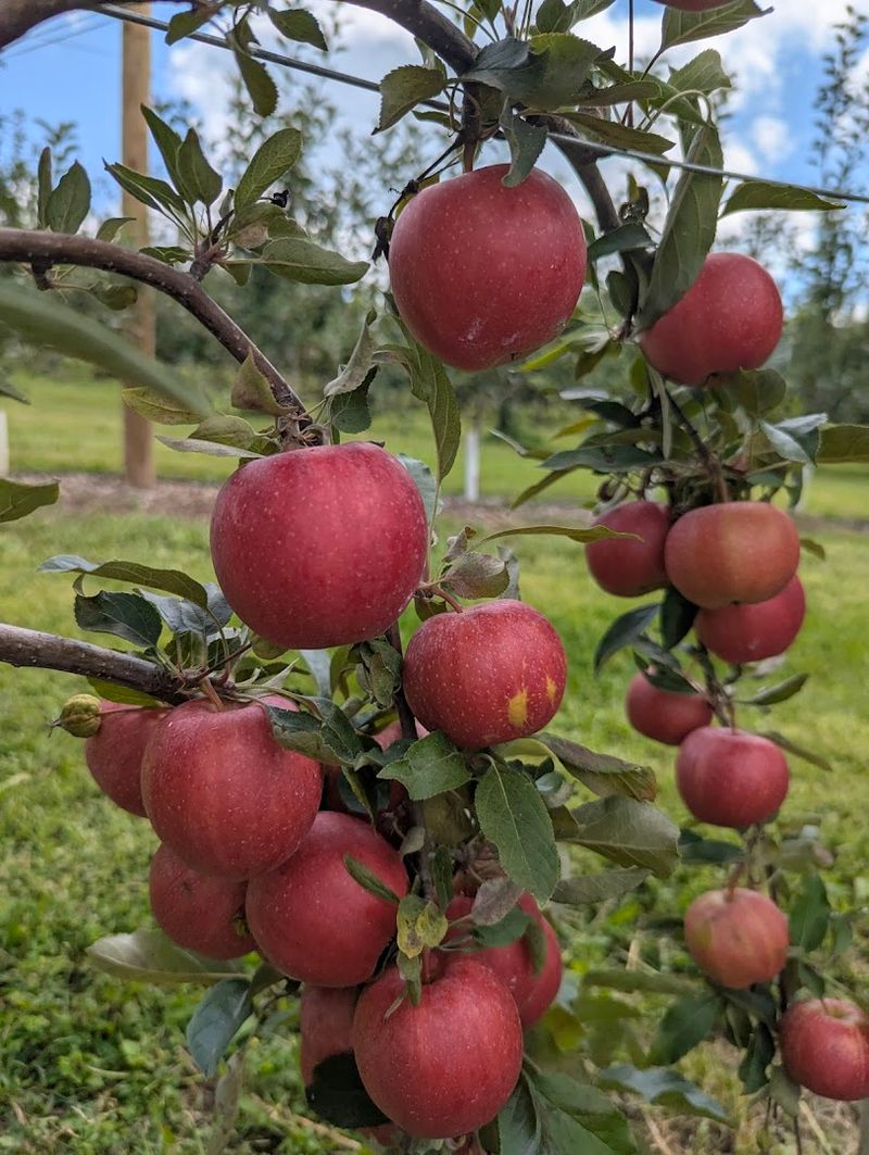 The Appleberry Farm, Cross Plains