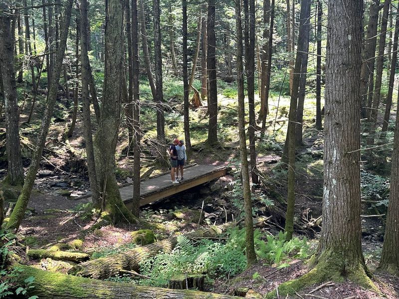 Outdoor Activities Embracing The Woodland Surroundings