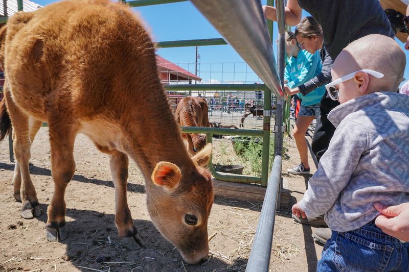 Kids Can Meet Friendly Farm Animals Up Close