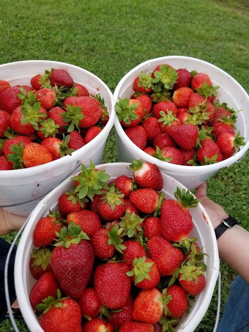 Seasonal Timing For Optimal Fruit Harvest
