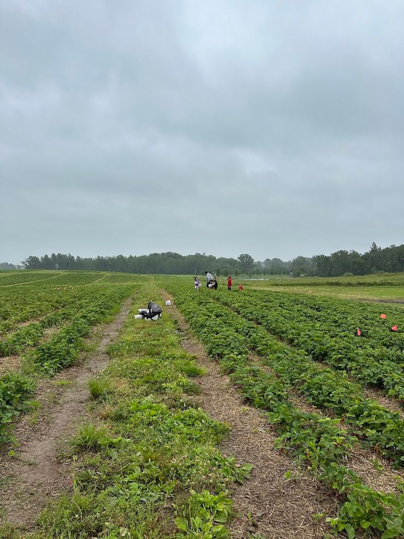 Horst Berry Patch (Stanley)