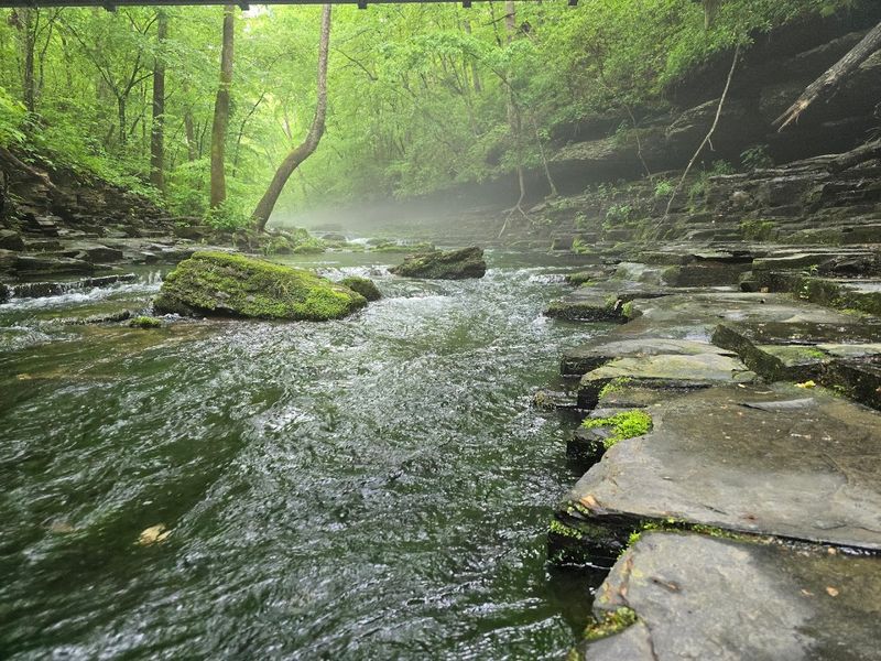 Wildlife Commonly Seen Around Waterfall Areas