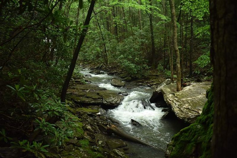 The Gorge And Forest: More Than Just A Walk To The Water