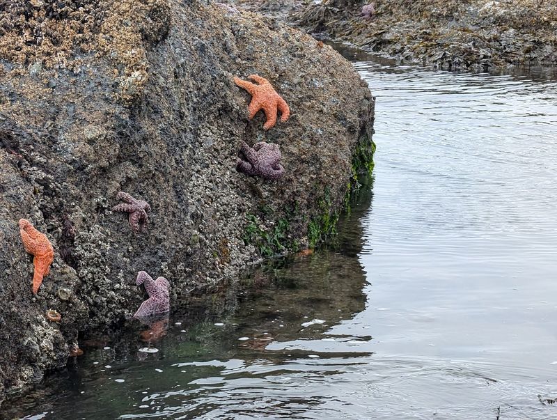 Wildlife That Inhabit The Washington Coastal Environment