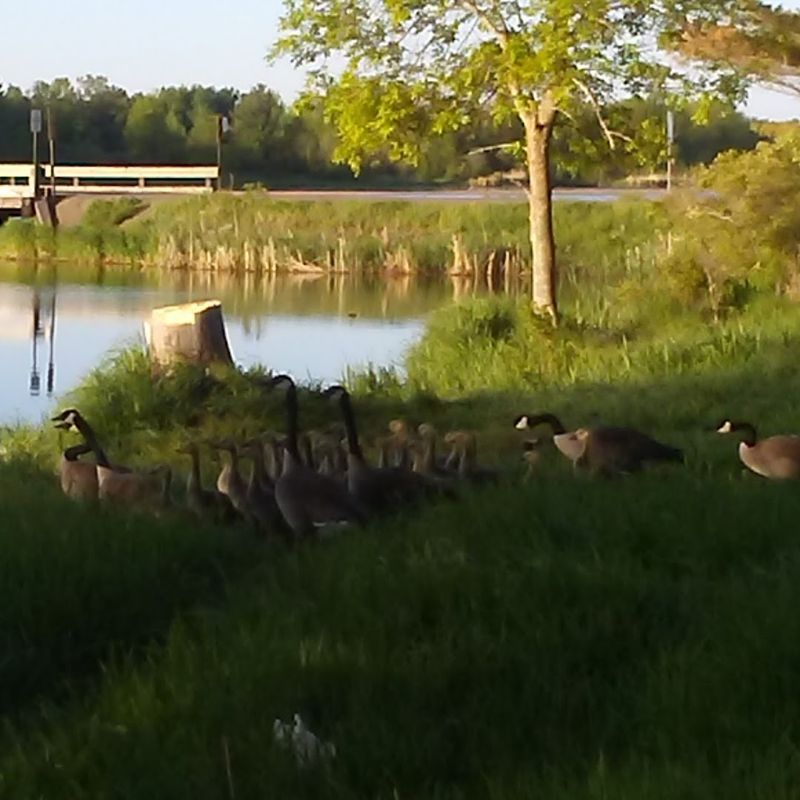 Wildlife Observations Along The Shoreline