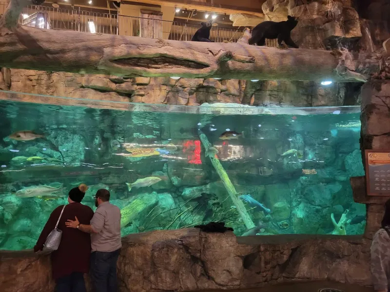 The Saltwater Aquarium