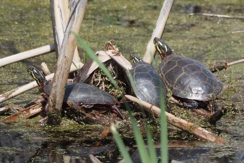 Canada Geese, Wood Ducks, Marsh Wrens, And Turtles Are Common Sights