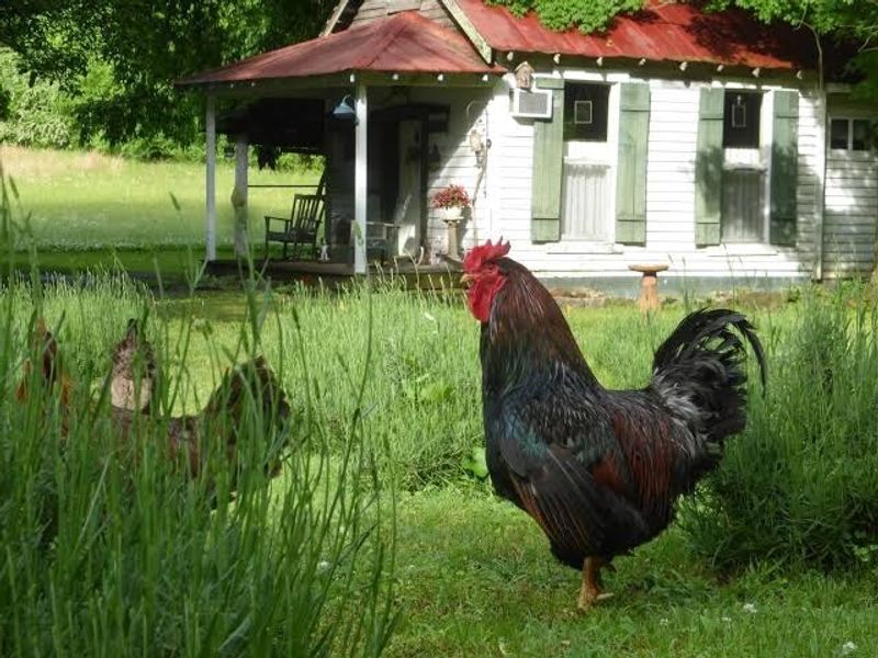 Farm Animals That Steal The Show