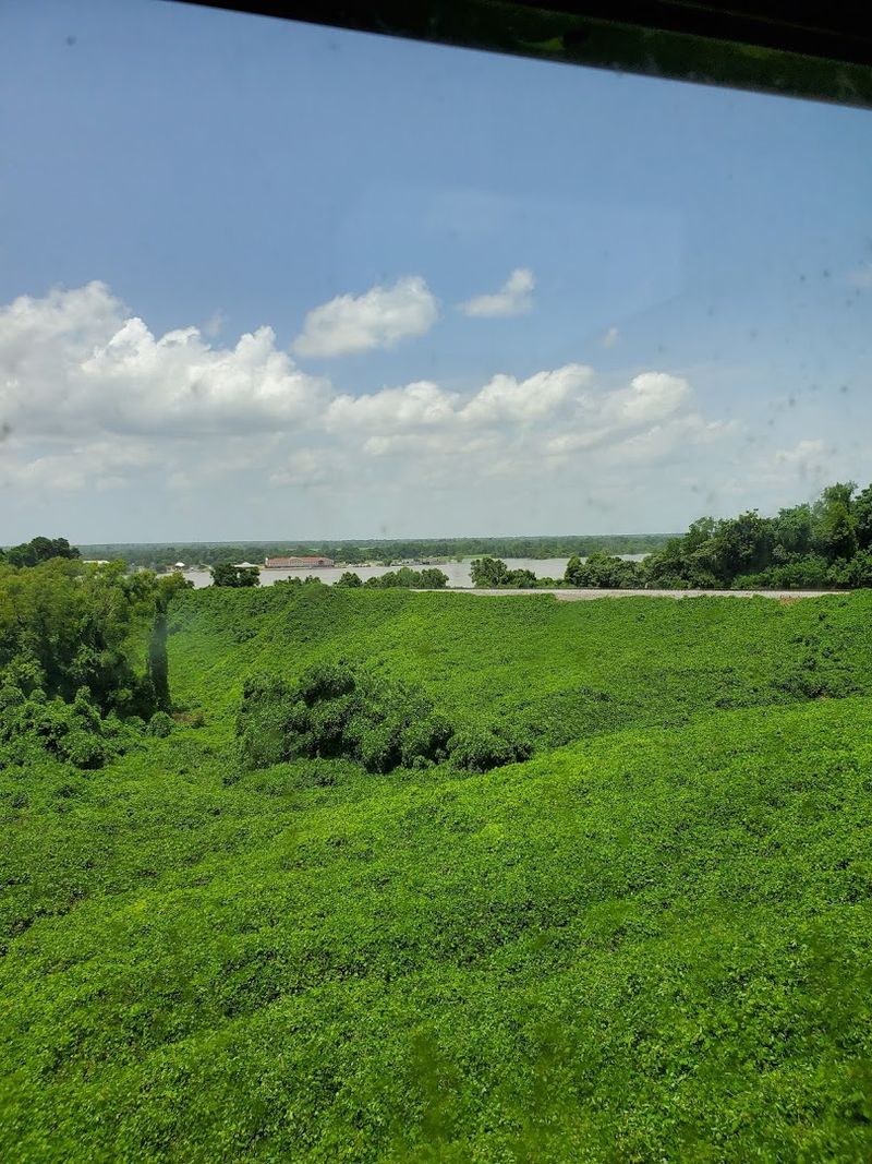 Natchez  